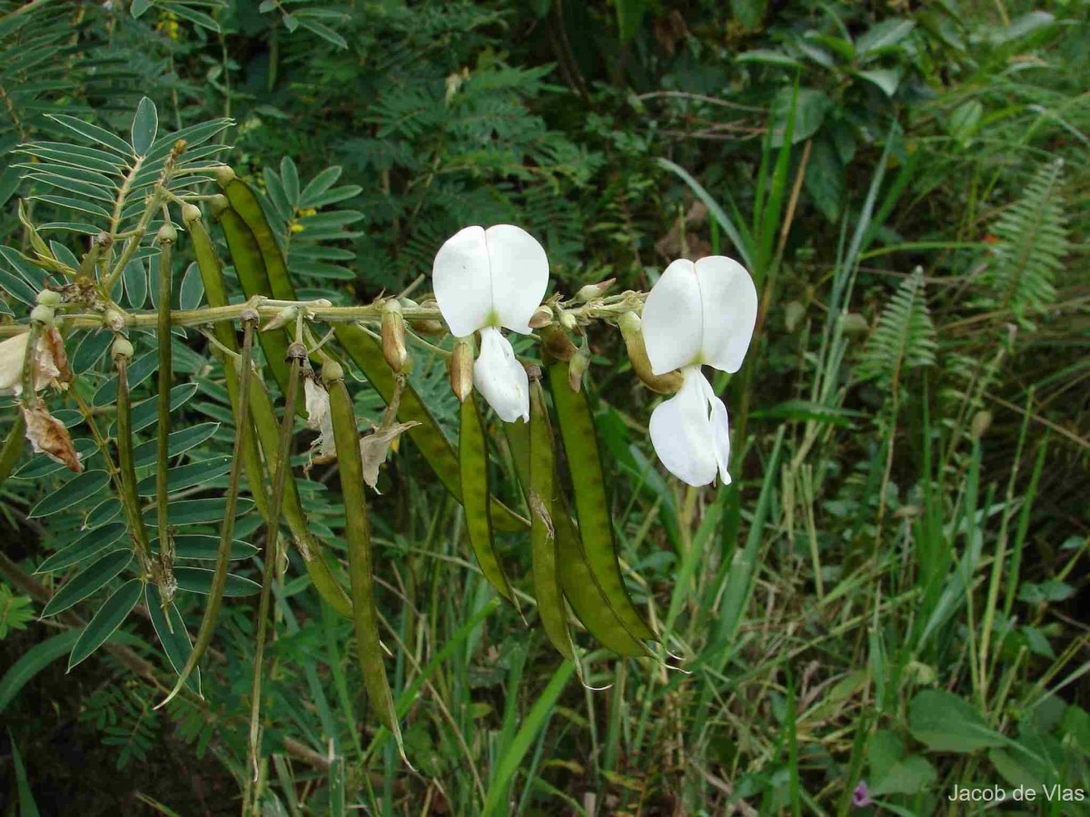 Tephrosia candida DC.